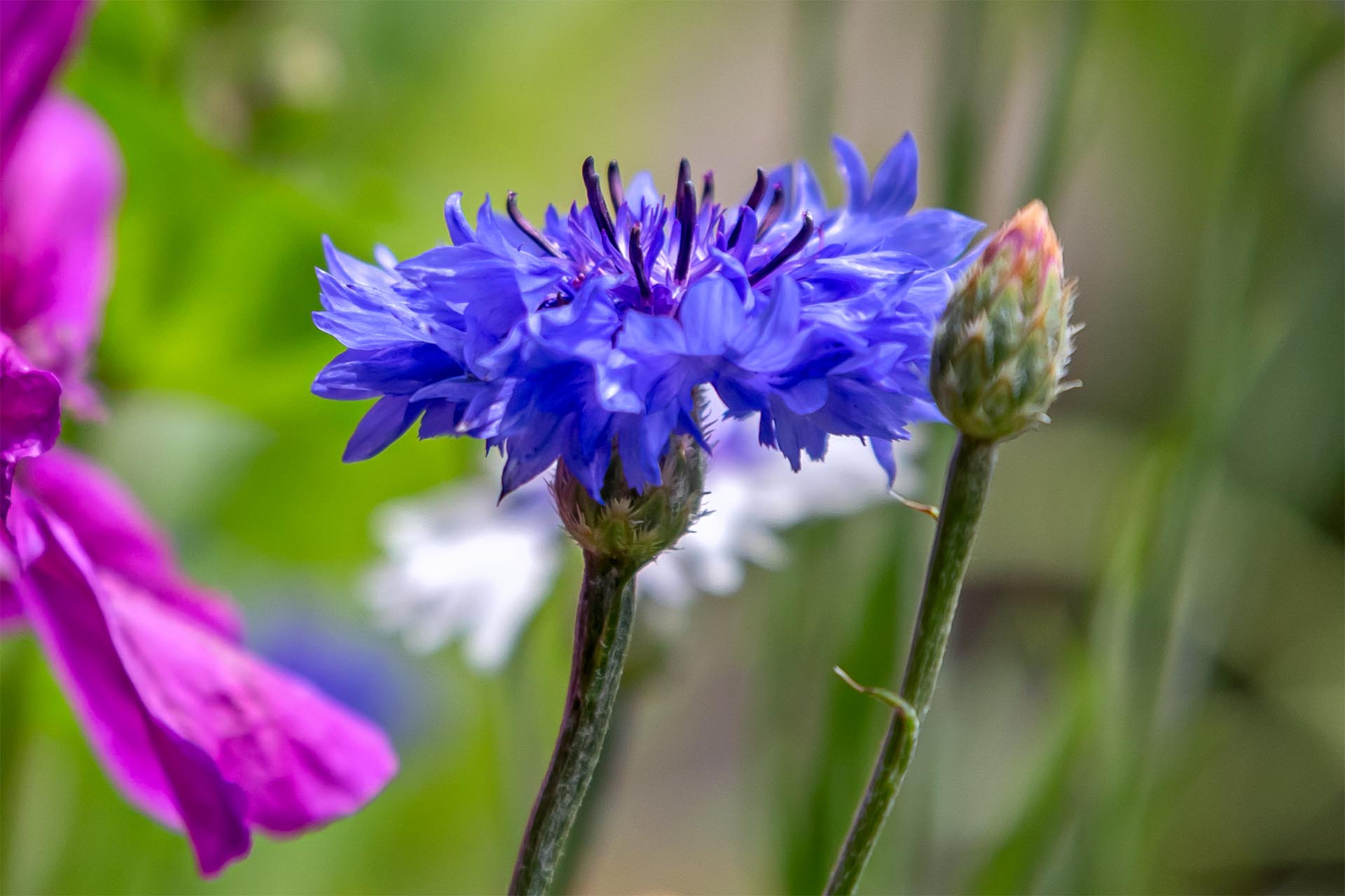 Eine blaublühende Kornblume in einem Familiengarten in Dübendorf, Zürich. Die Kornblume gilt gemäss InfoFlora / Rote Liste als potenziell gefährdet. Sie steht aber in der Schweiz nicht unter Naturschutz. Foto 2021 Dirk Rahnenführer